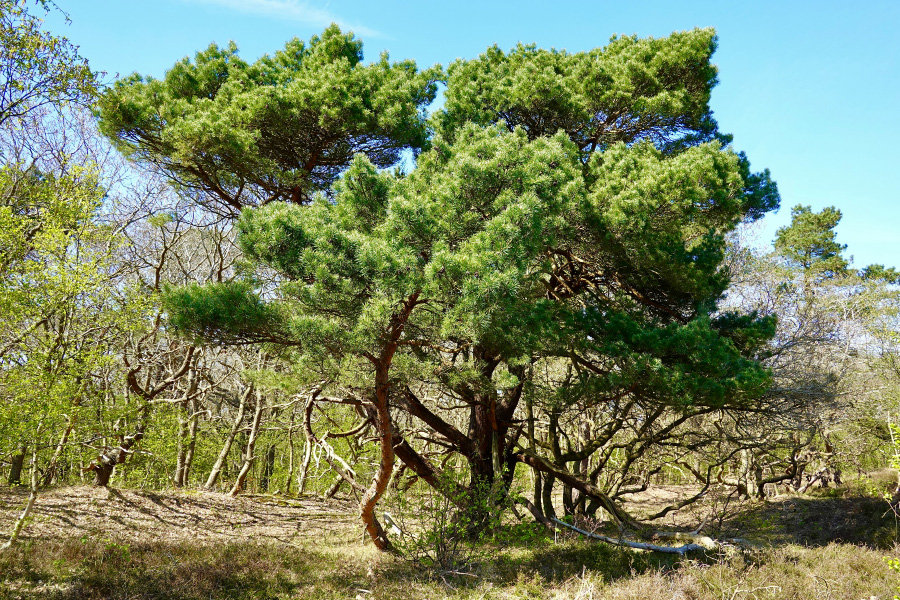 야생의 산에서 소나무 여러 그루나 서로 어우러져서 잘 자라고 있는 것을 찍은 사진