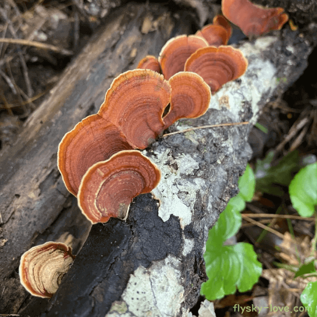 구름버섯, 운지버섯