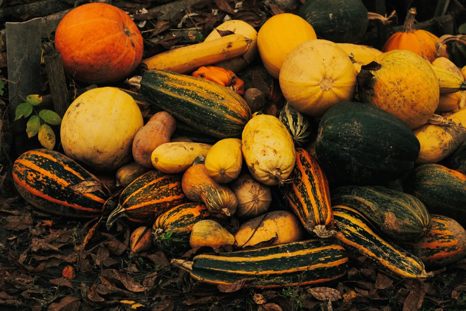 처서&amp;#44; 처서뜻&amp;#44; 처서절기&amp;#44; 처서음식&amp;#44; 처서건강식&amp;#44; 절기음식&amp;#44; 24절기&amp;#44; 처서밥상&amp;#44; 제철음식&amp;#44; 가을건강식&amp;#44; 여름끝자락음식&amp;#44;계절밥상