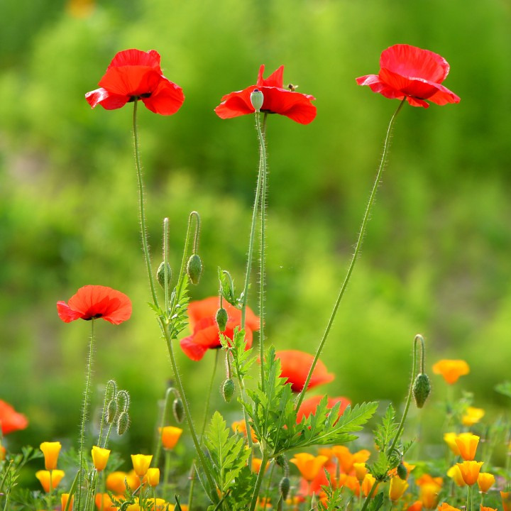 2025 원주 용수골 꽃양귀비 축제 일정·위치·주차 정보 총정리