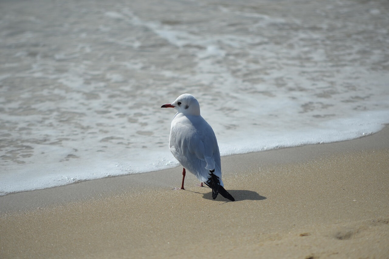 동백패스 신청방법 