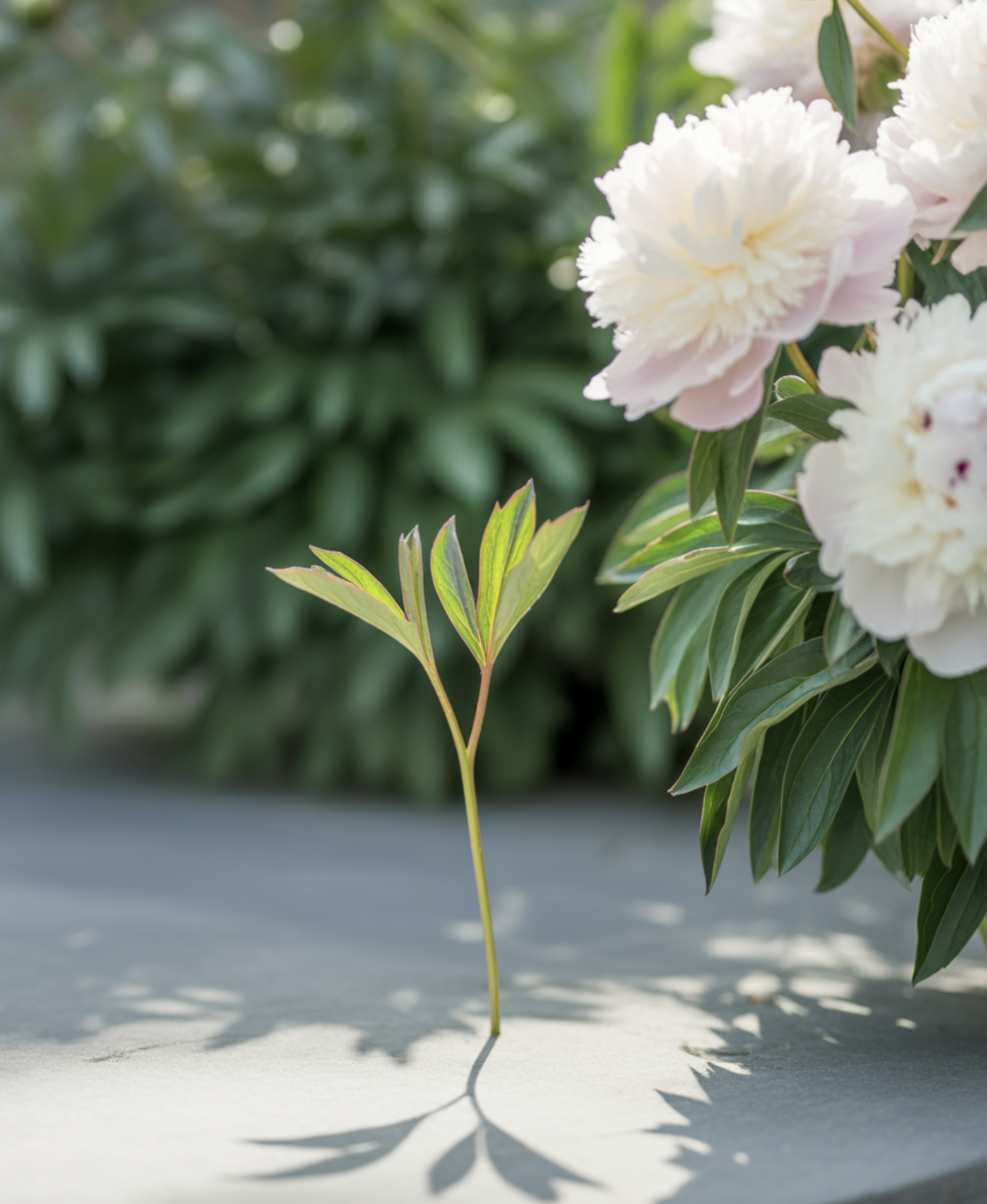 원인 다섯: 너무 어린 묘, 기다림이 필요해