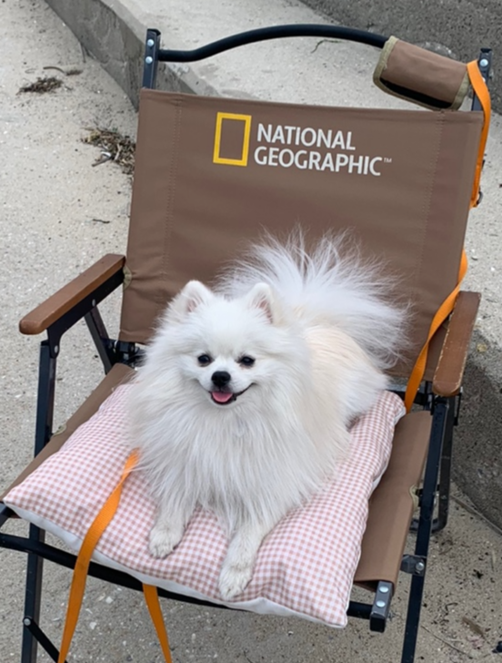 산책나와 행복한 하콩