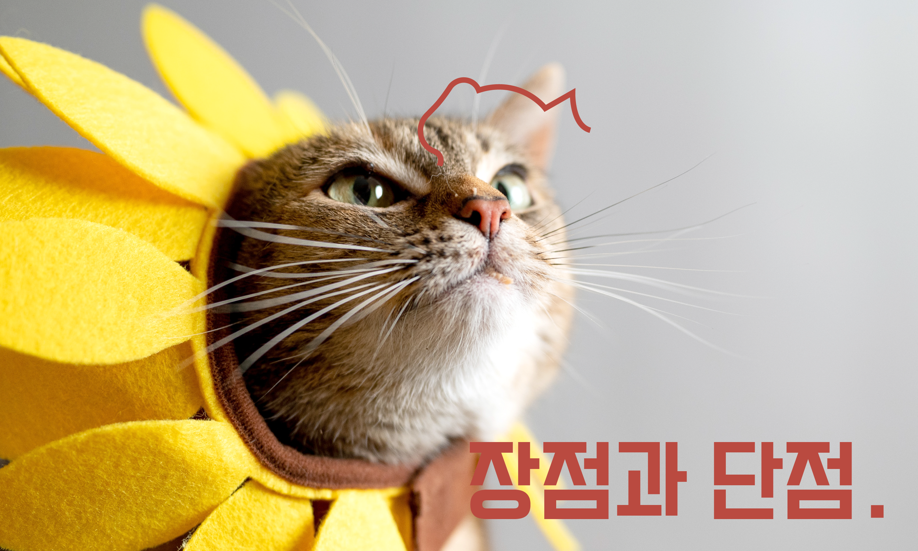고양이-중성화