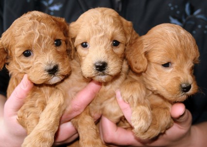 동물병원 진료비&amp;#44; 이젠 투명하게&hellip;8월부터 동물병원 진료비 공개 의무화!