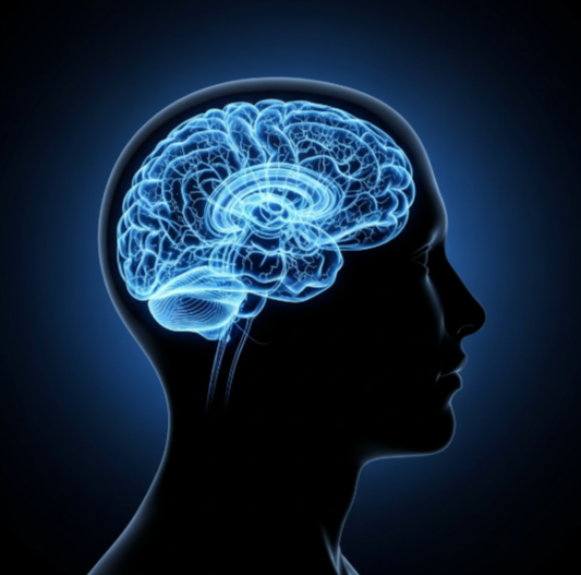 뇌 이미지