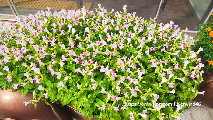 토레니아 푸르니에리(Torenia fournieri)위시본 플라워(Wishbone flower)