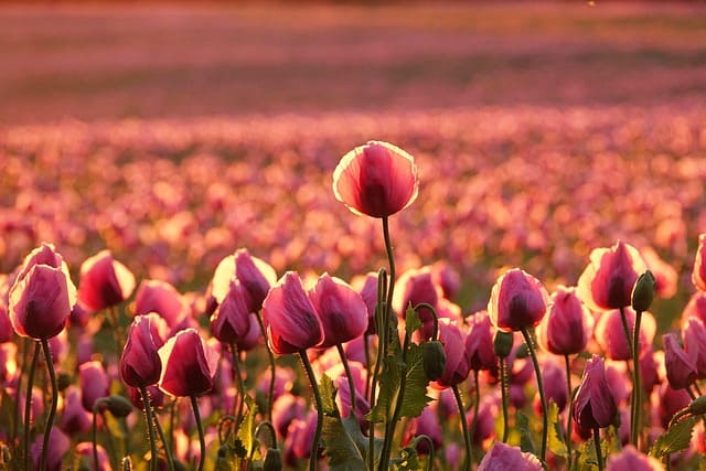 제국의 탐욕이 낳은 비극, 아편