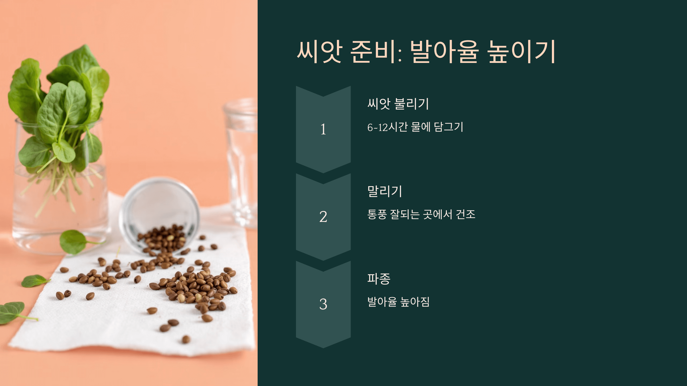 시금치 사진입니다.