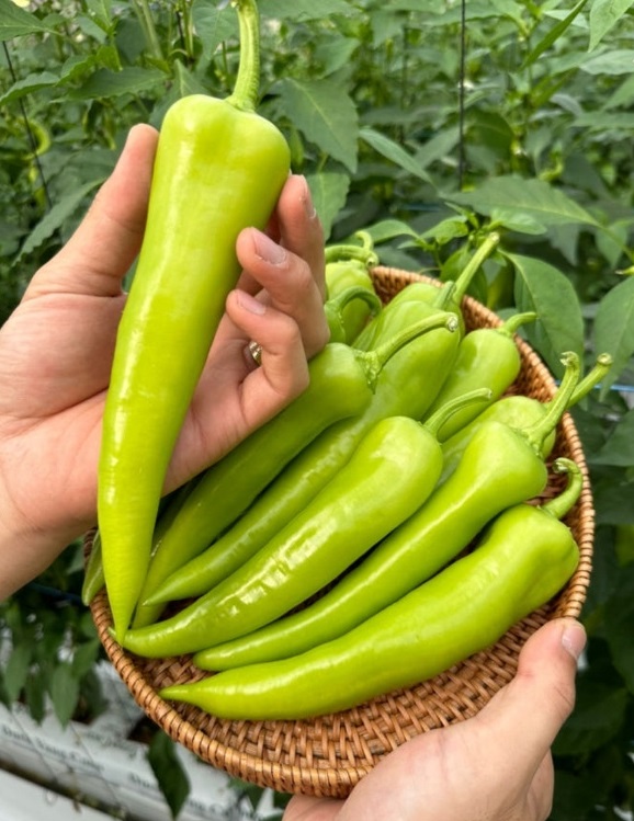 6시내고향-당조고추-