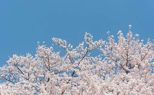 여의도 벚꽃축제 일정