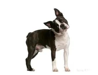 보스턴 테리어 애교만점 강아지 특징_9