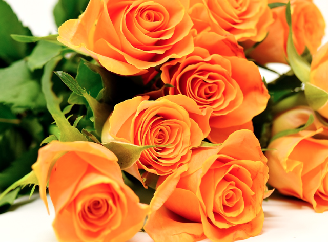 2025 중랑 서울장미축제