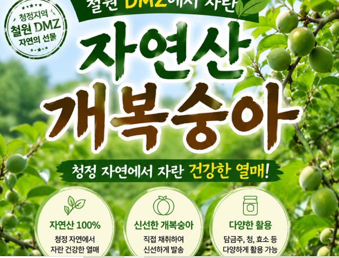 6시내고향-강원-철원-개복숭아