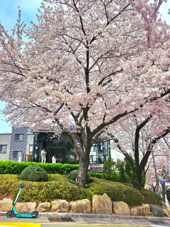 부산 벚꽃 명소 추천 숨겨진 뷰포인트_6