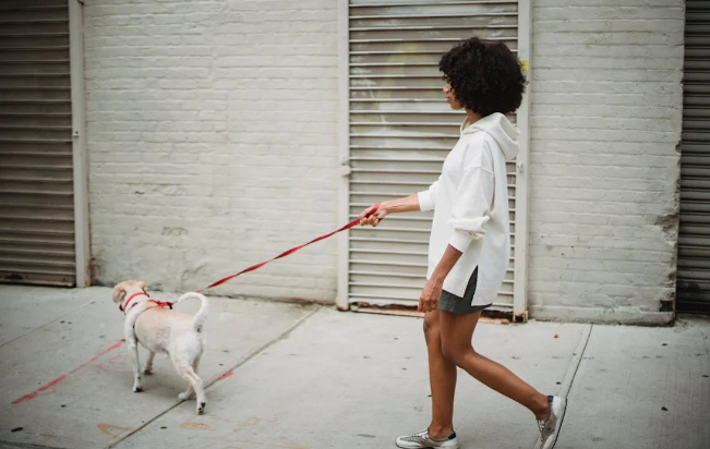 반려견 산책 관련 사진