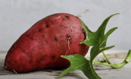 고구마 보관방법