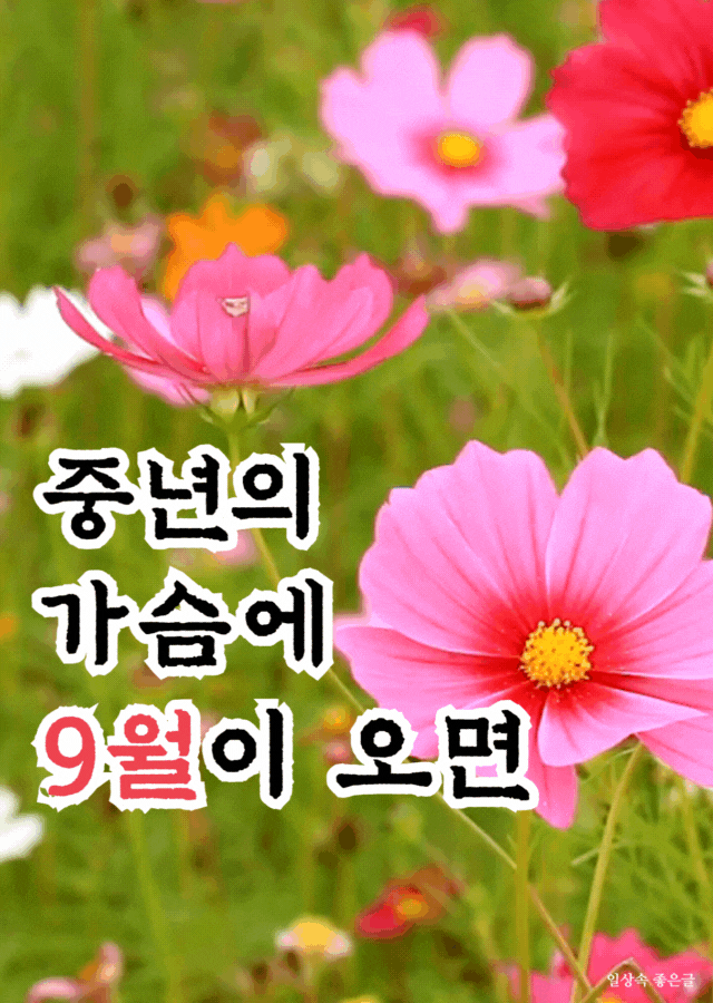 9월 코스모스 꽃밭 이미지, 중년의 가슴에 9월이 오면 시와 어울리는 가을 꽃 사진