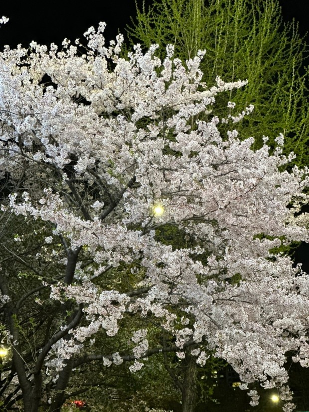 석촌호수 벚꽃 축제