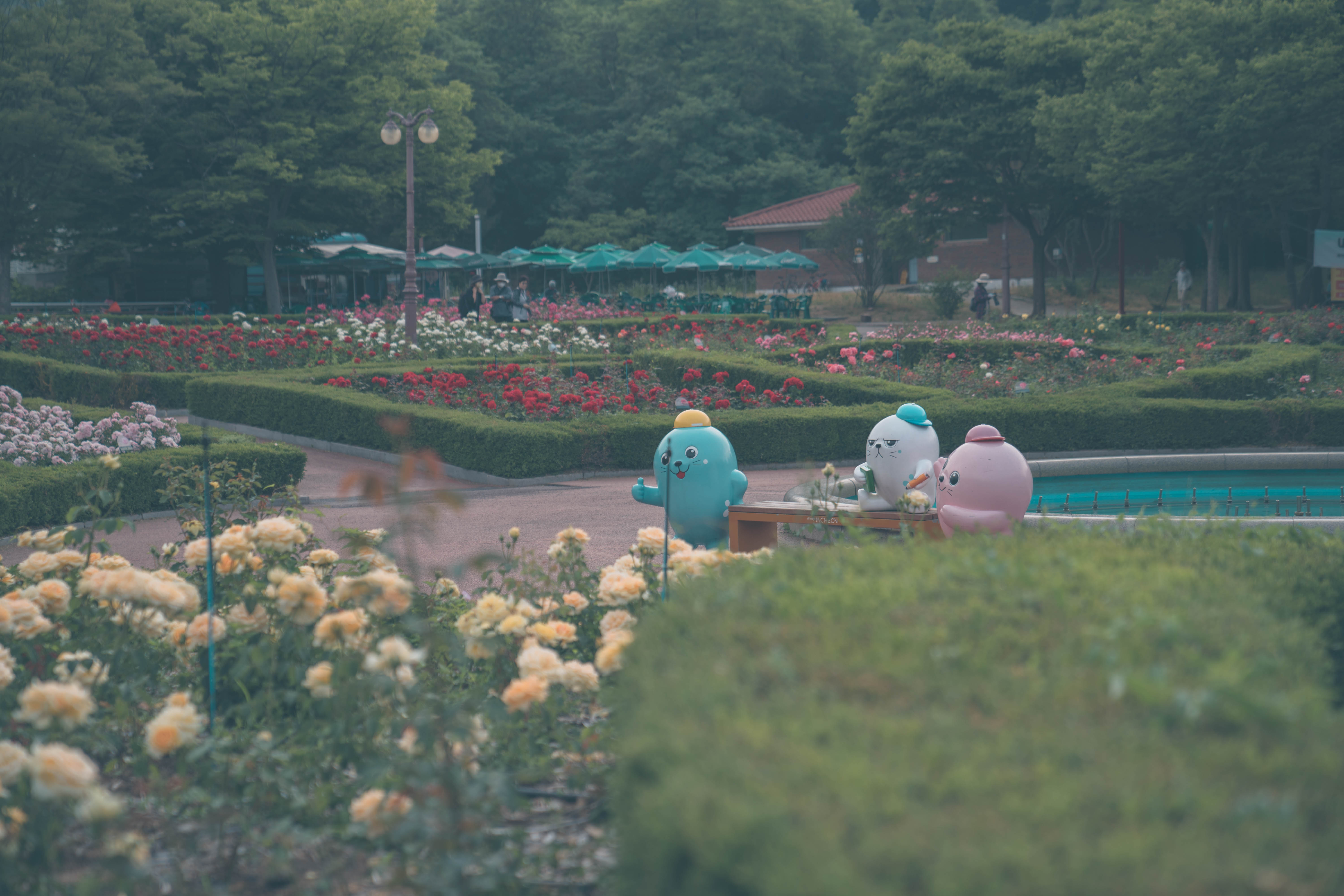 인천대공원 장미원