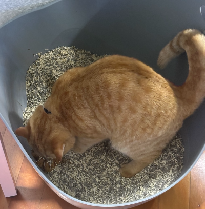 넓은 대형 화장실에서 볼일을 보기 위해 모래를 파고 있는 주황색 고양이 뽀리