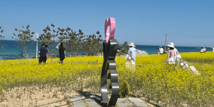 강릉 사근진 해변 유채꽃밭