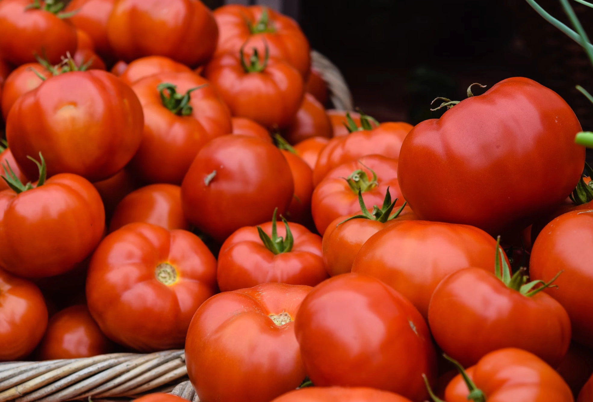 대저토마토 짭짤이토마토 차이