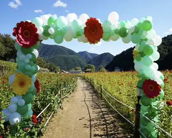 평창 백일홍 축제_13