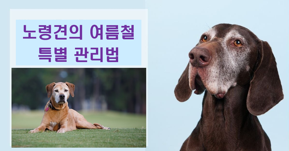 노령견의 여름철 특별 관리법 이미지