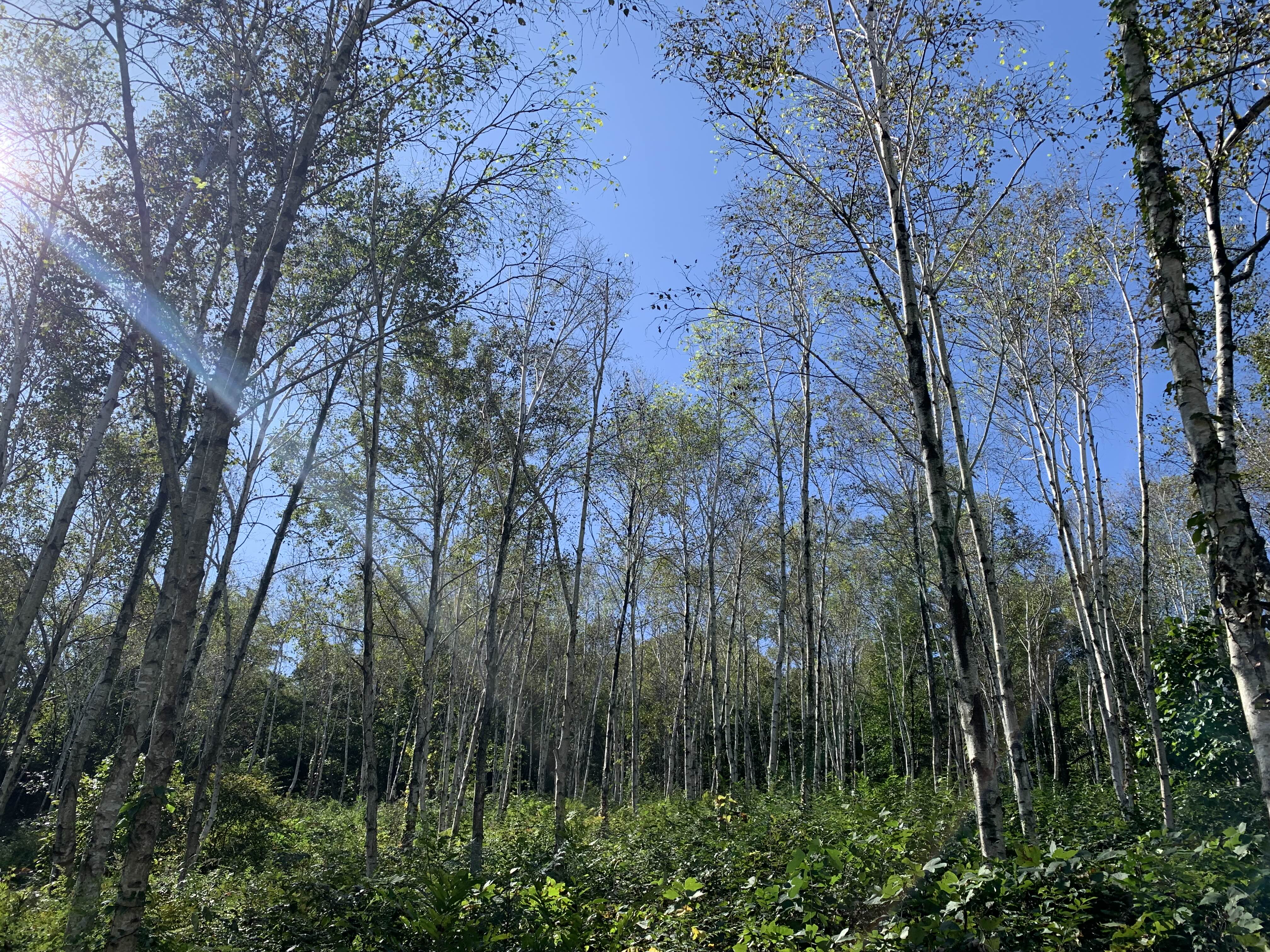 서후리자작나무숲