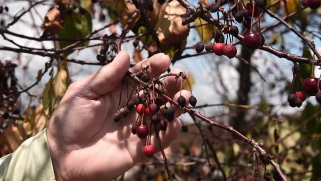 체리 재배 수분수 선택 전정 시기 열매 갈라짐 예방_3
