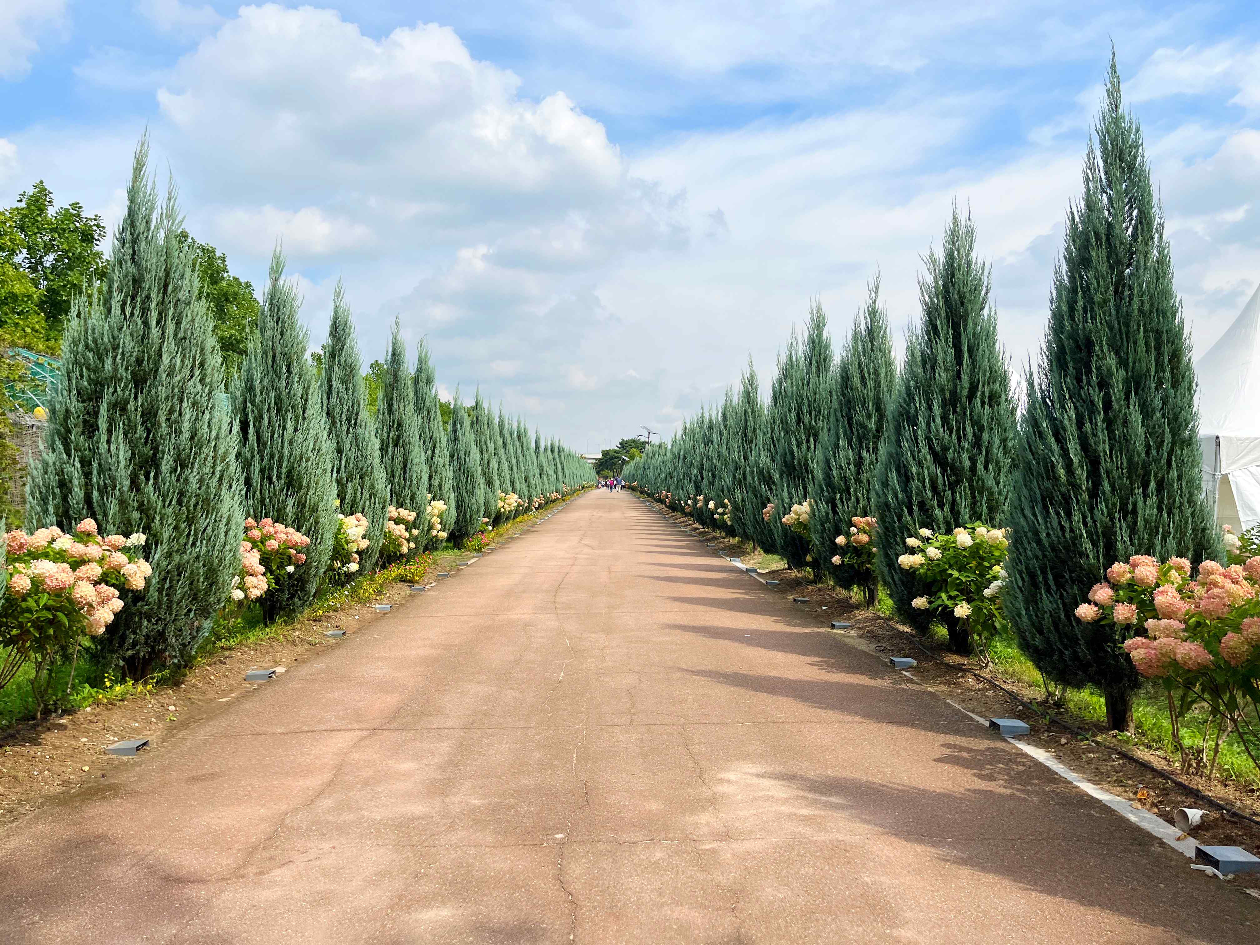 구리시민공원 코스모스