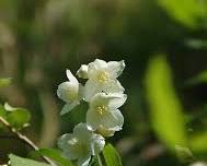 고광나무 이미지 사진