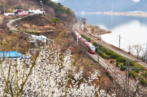 원동미나리축제