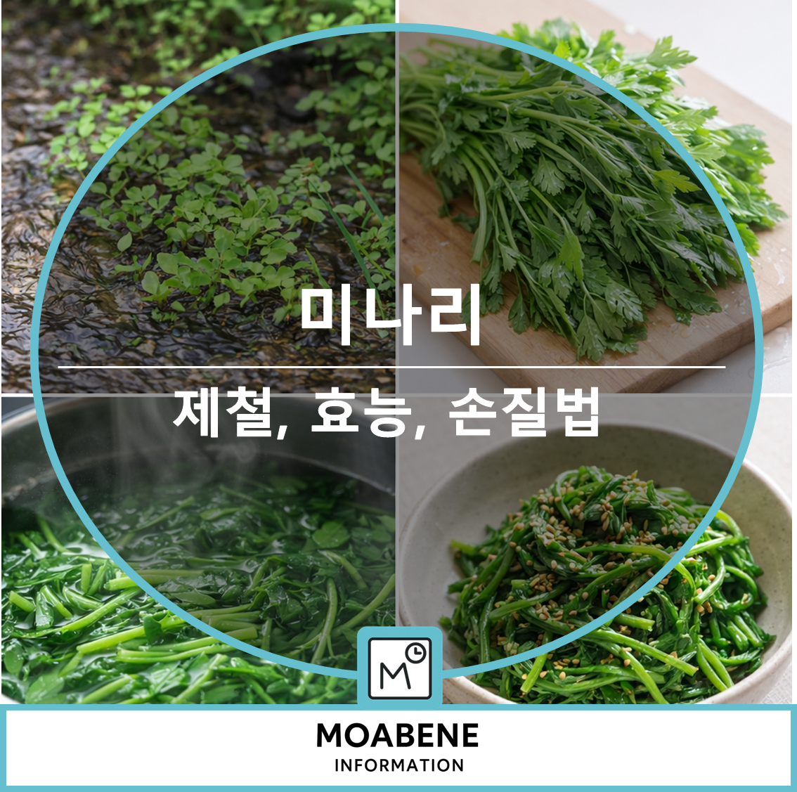 미나리 제대로 알아보기: 제철, 효능, 손질법부터 안전하게 먹는 법까지