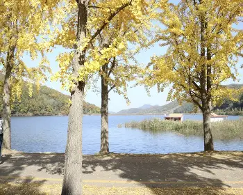 문광저수지 은행나무길_18