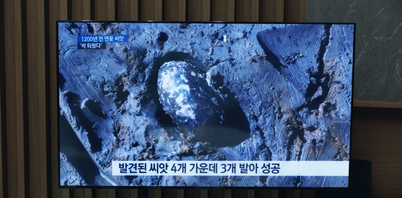 낮에뜨는달_5회