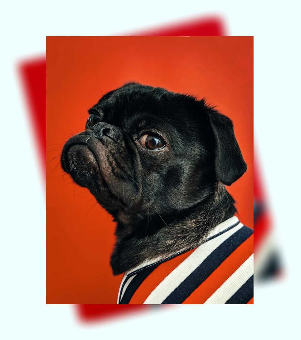 반려동물 상실_3_subsection