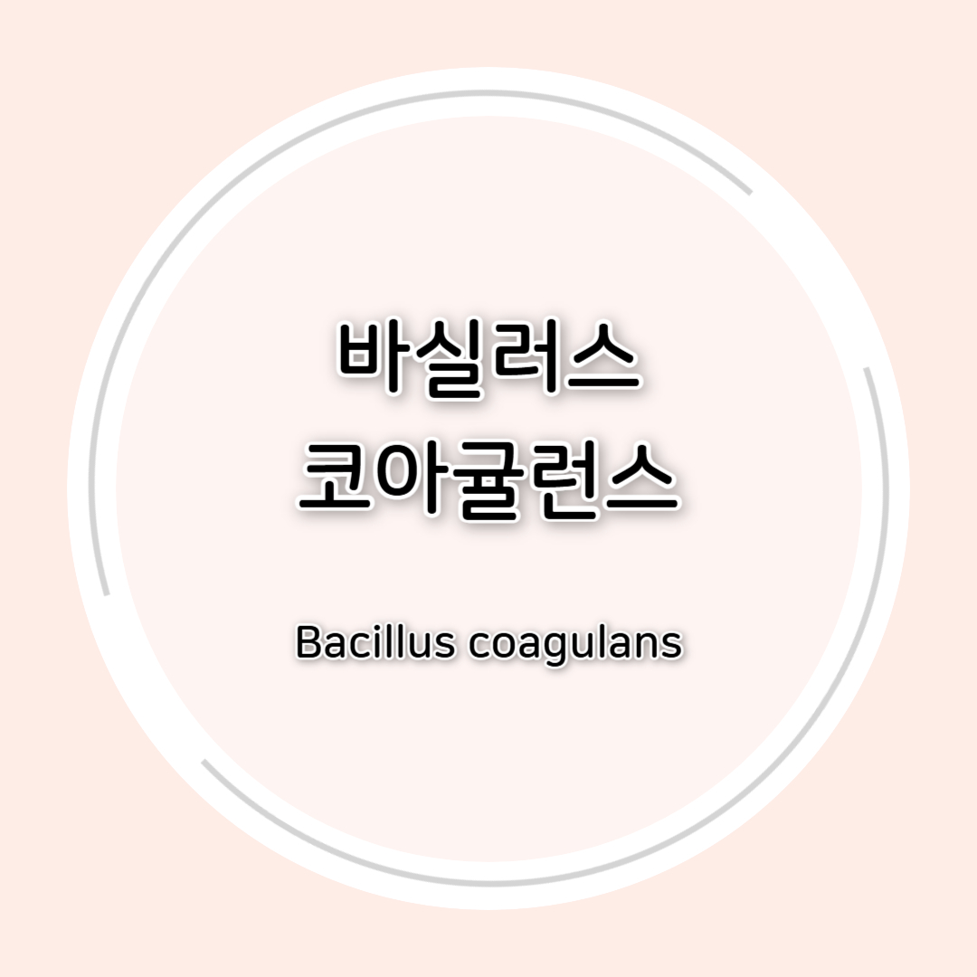 바실러스 코아귤런스(Bacillus coagulans)효능 총정리