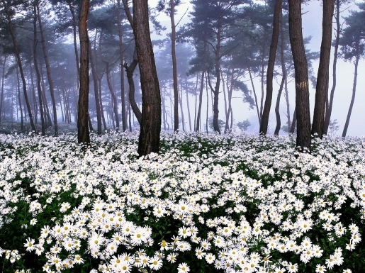 임실치즈축제 여행 출처 - 아름여행사