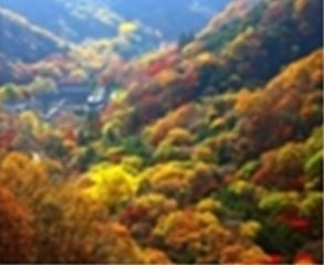 내장산 단풍 절정시기