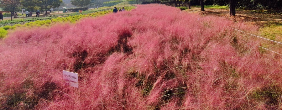 서울 핑크뮬리 산책
