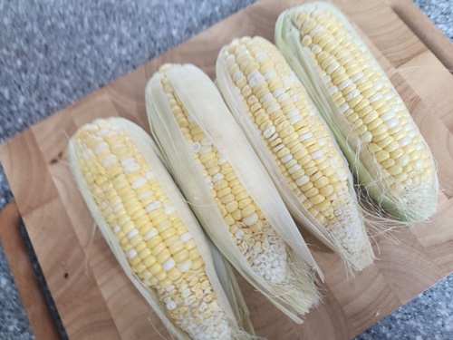 초당옥수수 전자레인지 찌는법 보관법 냉동 초당옥수수 먹는법