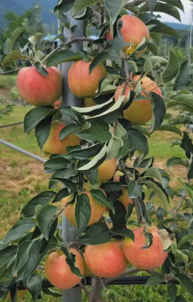 유포리 유성농원 홍로사과