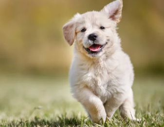 골든리트리버/출처:어도비스톡