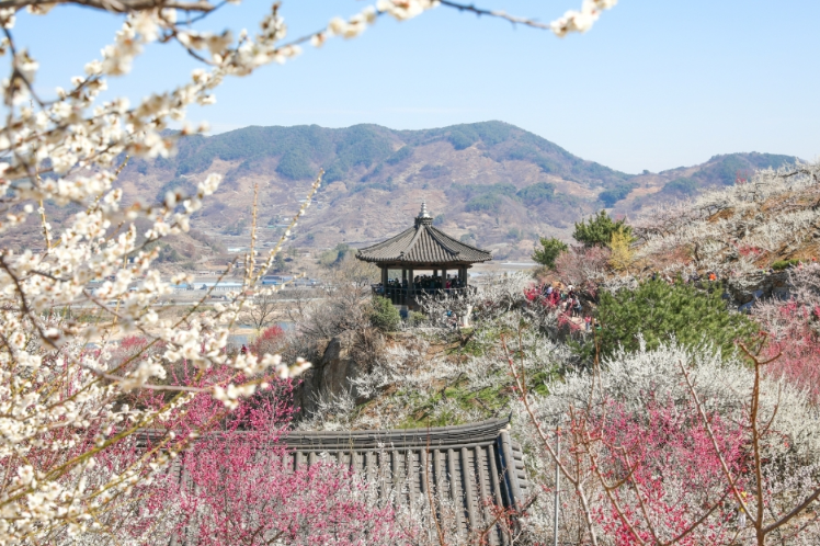 생생정보 택시맛객 광양여행 매화축제 정어리쌈밥 집라인 정보