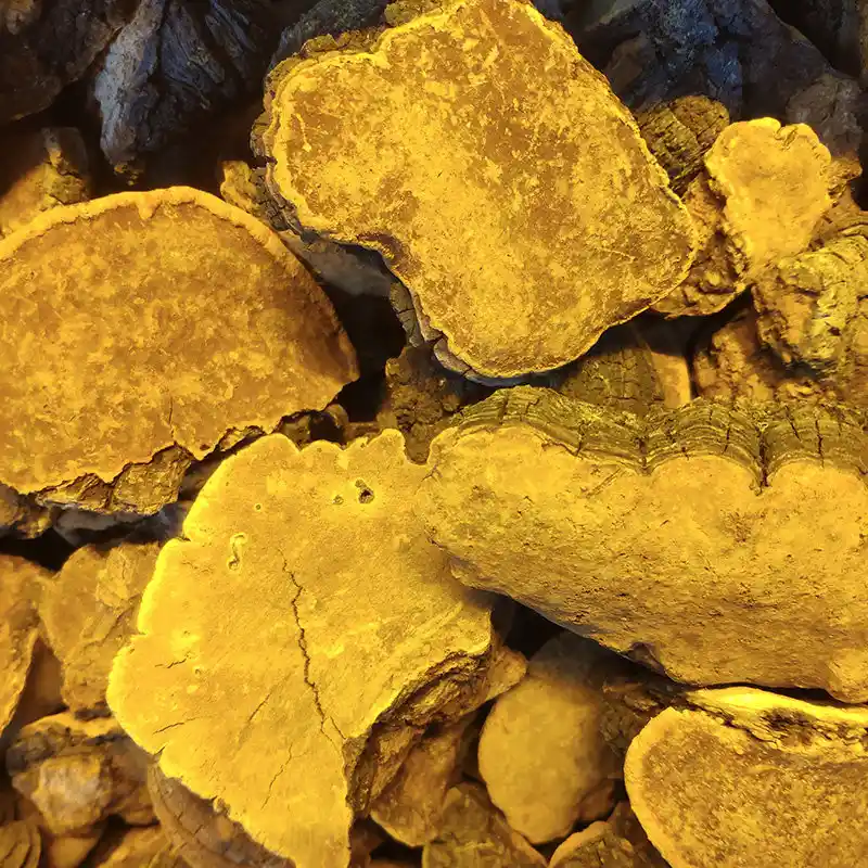 상황버섯 효능 &middot; 부작용