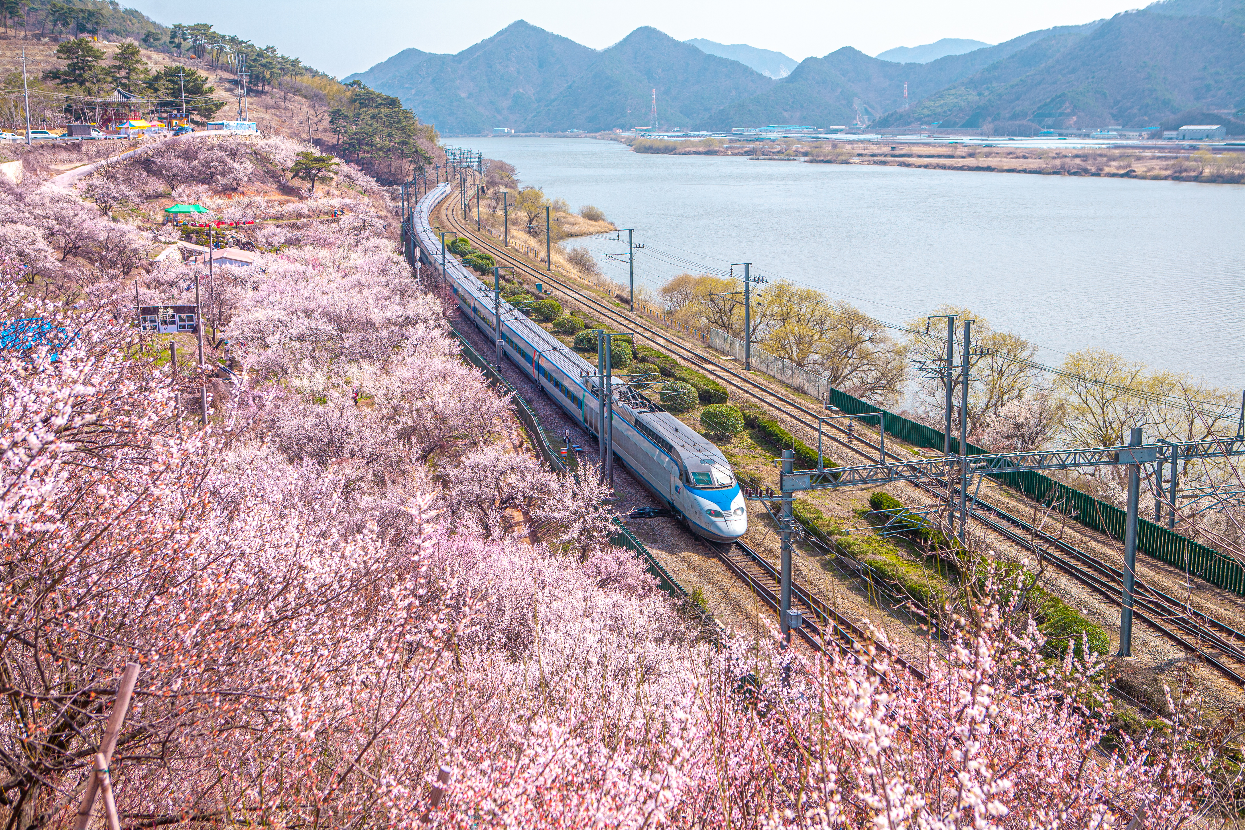 양산-원동-매화축제