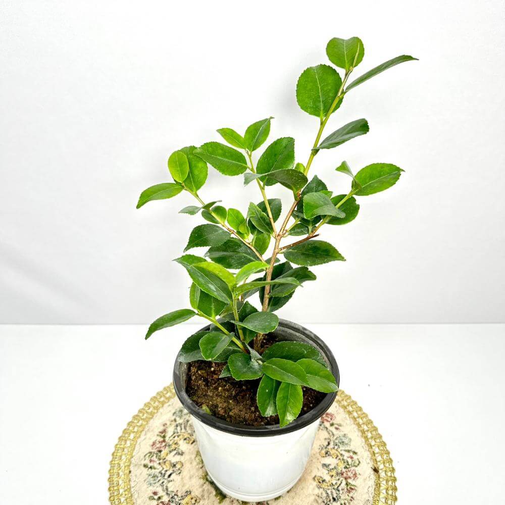 동백나무 키우는방법