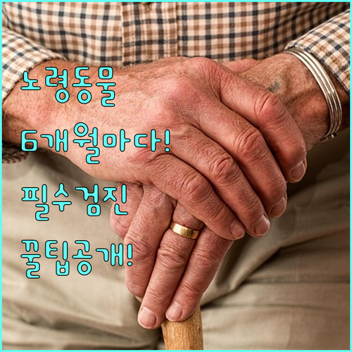 강아지 고양이 건강검진 주기 노령동물..